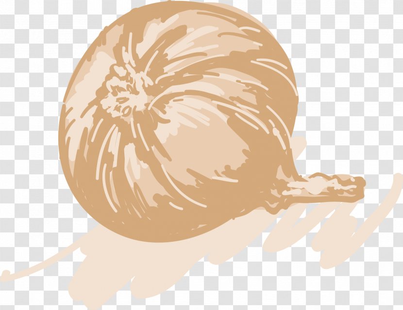 Drawing Illustration - Peach - Vector Hand-drawn Sketch Onion Transparent PNG