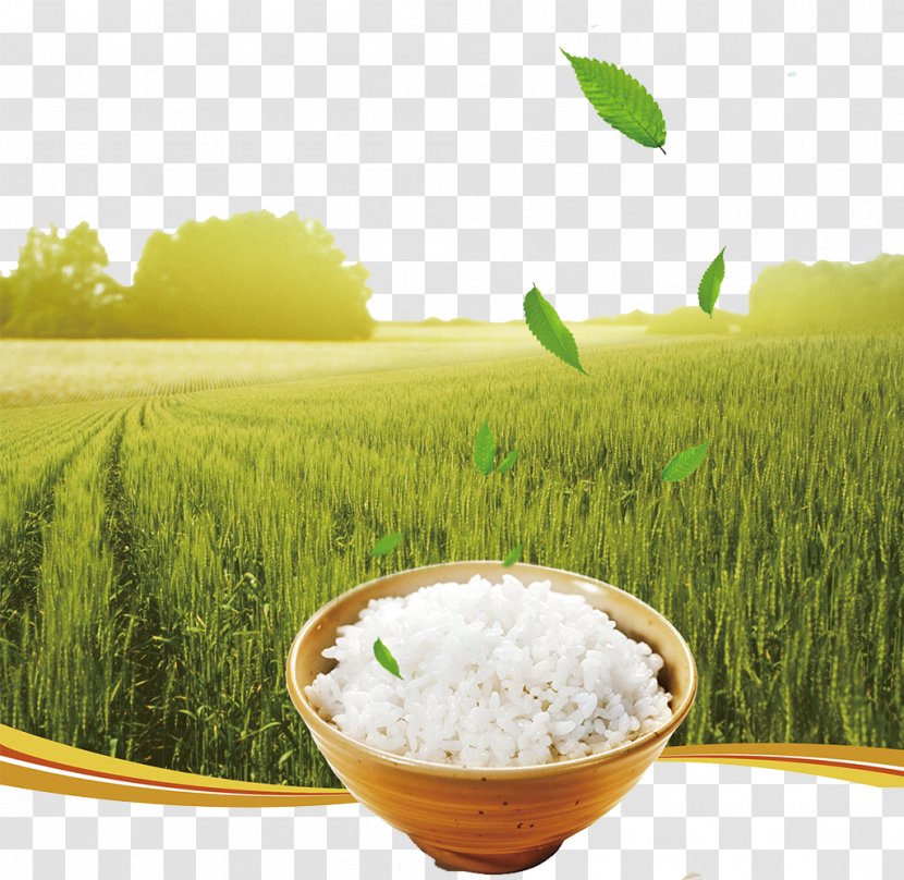 Rice Poster Gratis - Commodity - Green Transparent PNG