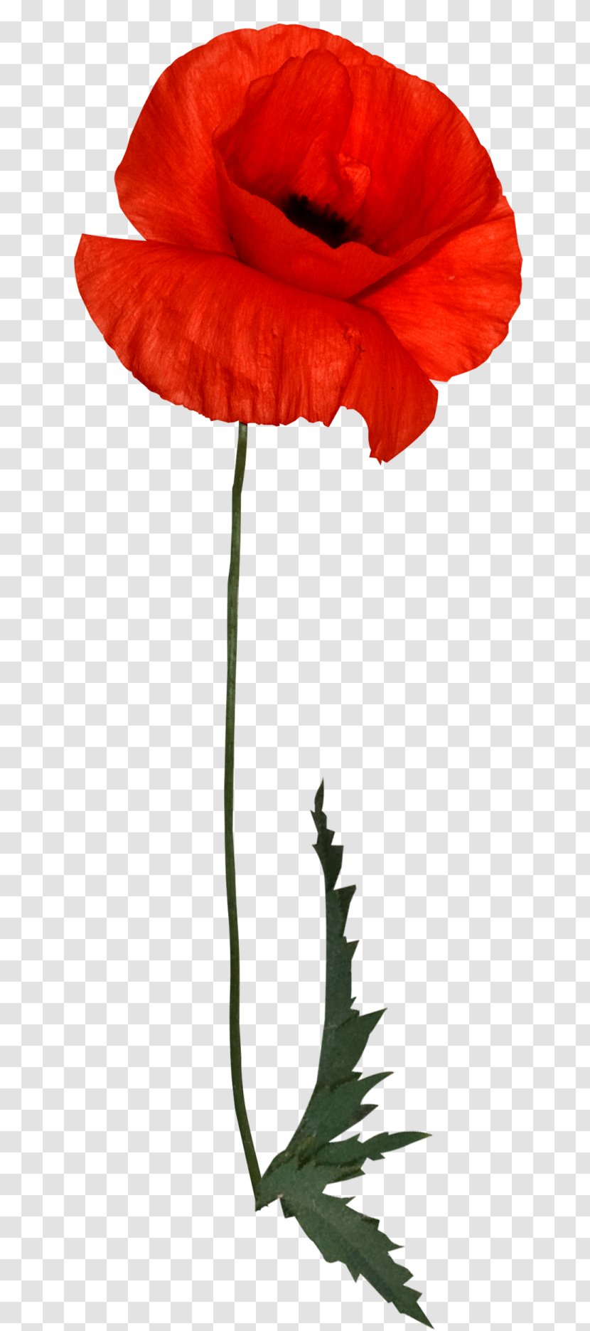 Flower Red Poppy - Common Transparent PNG