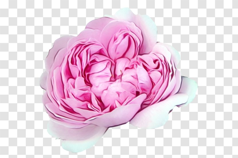 Garden Roses - Rose Family - Flowering Plant Cut Flowers Transparent PNG
