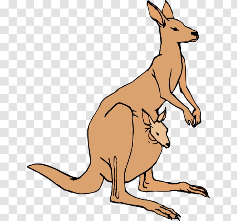 Kangaroo Free Content Pouch Clip Art - Wallaby Transparent PNG