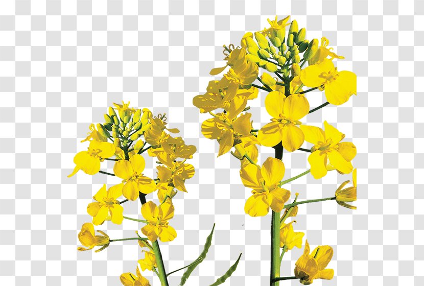 Canola Rapeseed Mustard Plant Brassica Rapa - Cut Flowers - Spring Grass Transparent PNG