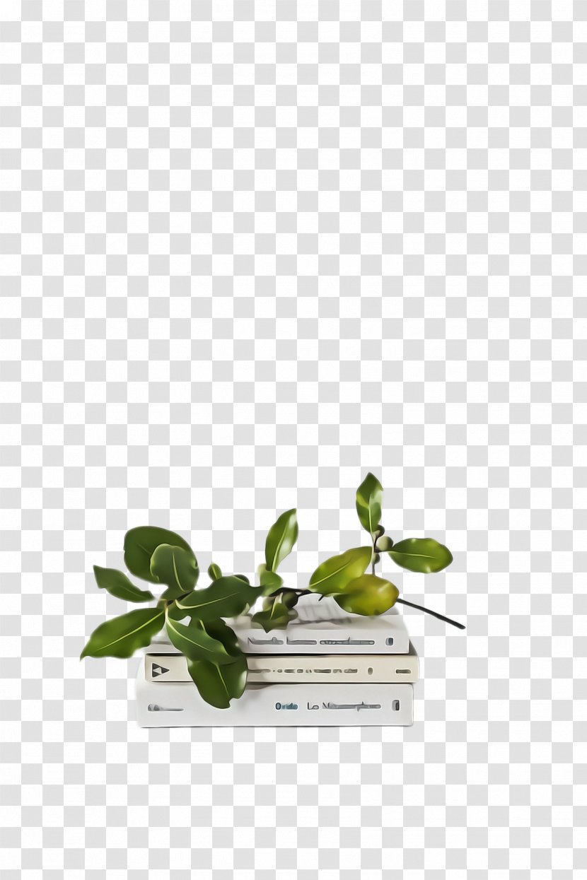 Flower Plant Leaf Basil Herb - Flowerpot - Oregano Transparent PNG