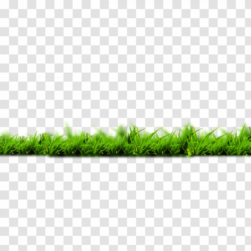 Google Images Download Silvergrass - Grass - Green Transparent PNG