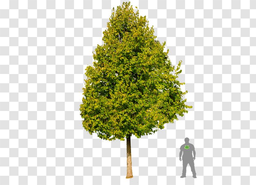 Tree Corylus Colurna Acer Campestre Feldahorn Amelanchier Laevis - Evergreen Transparent PNG