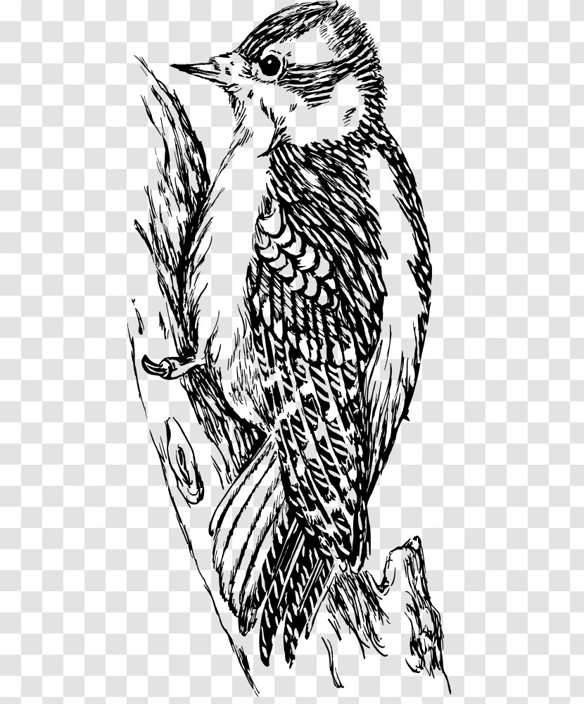 Clip Art - Black And White - Woodpecker Transparent PNG