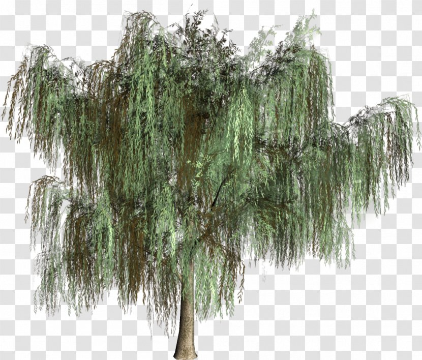 Woody Plant Tree Evergreen Conifers - Family - Green Transparent PNG