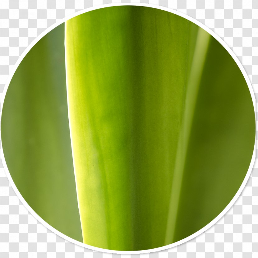 Banana Leaf Green - Grass - Peacock Vibrant Transparent PNG