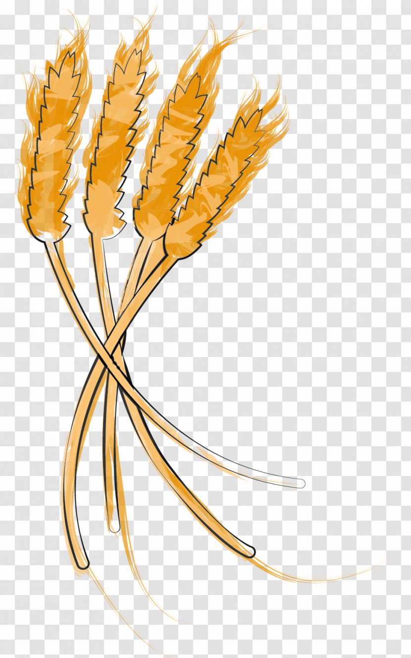 Grasses Cereal Grain Plant Stem Food - Wheat Germ Transparent PNG