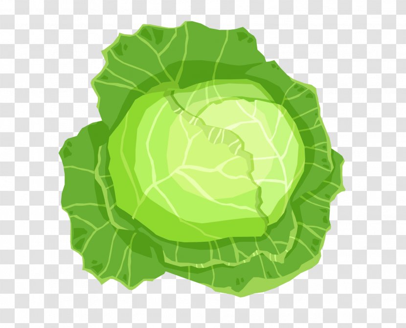 Leaf Vegetable Cabbage - Kale - Vector Leaves Transparent PNG