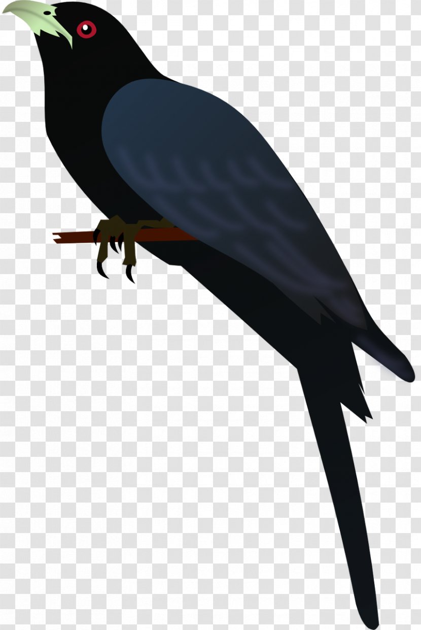 American Crow Bird Common Myna New Caledonian Finches Transparent PNG