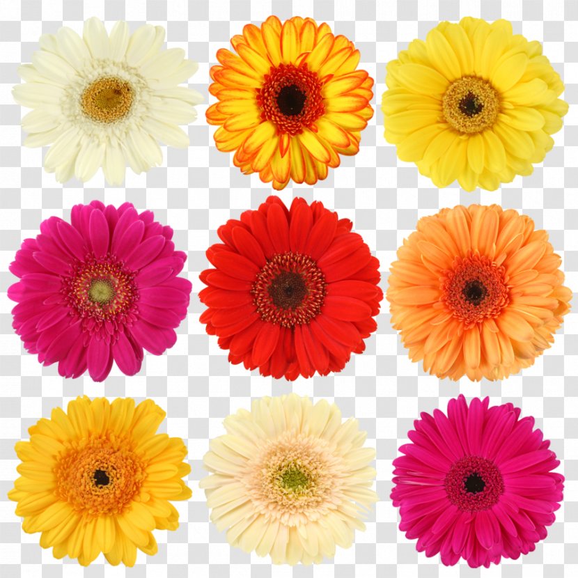 Download - Gerbera - Stock Photography Transparent PNG