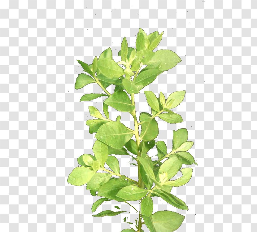 Pluchea Indica Leaf Plant Stem Herb Disease - Flower Transparent PNG
