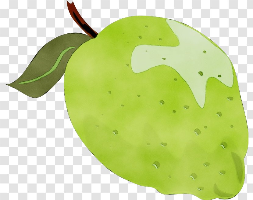 Green Leaf Watercolor - Fruit - Accessory Malus Transparent PNG
