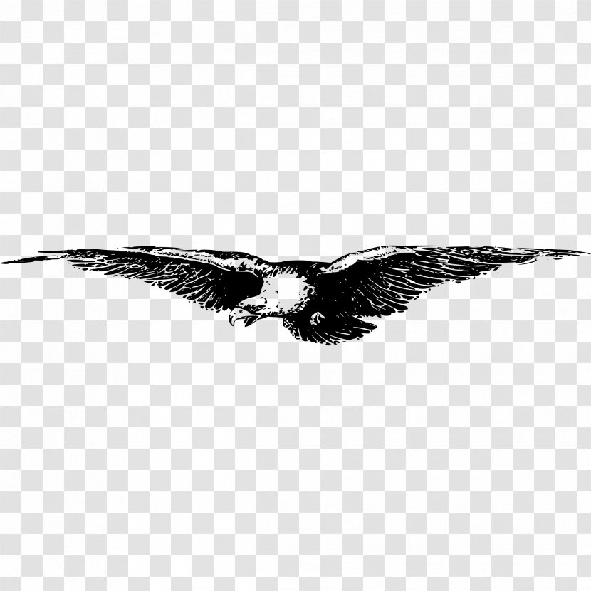 Flying Bird - Youtube - Black And White Transparent PNG