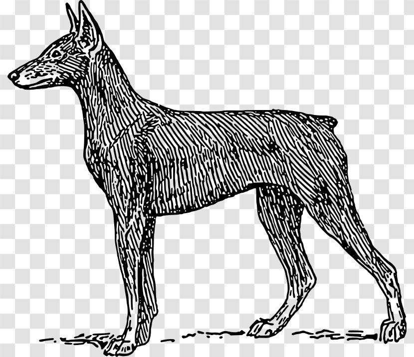 Dobermann Miniature Pinscher Rottweiler Dog Breed - Line Art Transparent PNG
