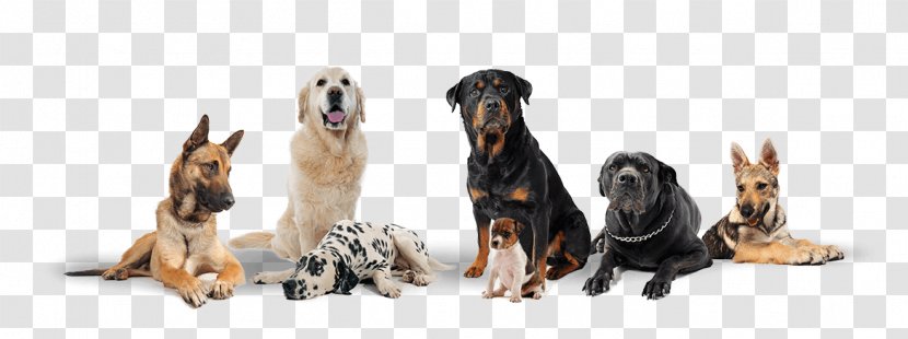 The Dog Logs Javeenbah Theatre Company Inc. Daycare Kennel - Paw - Wash Transparent PNG