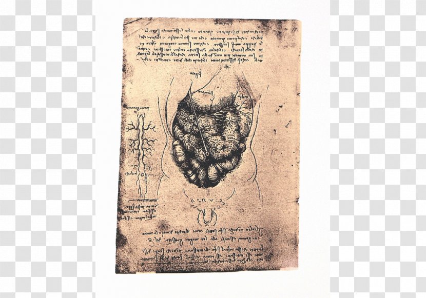 The Notebooks Of Leonardo Da Vinci Anatomy Paper Facsimile - Text Transparent PNG
