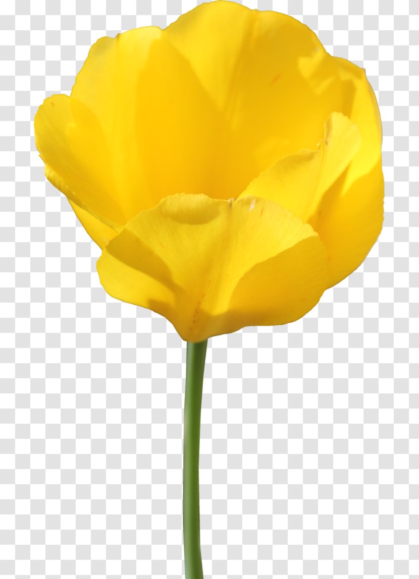Tulip Flower - Plant Transparent PNG