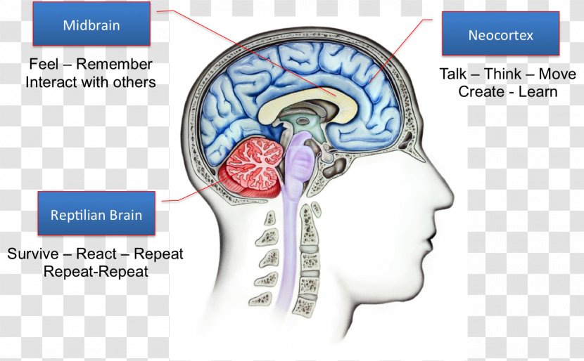 Reptile Triune Brain Limbic System Amygdala - Cartoon Transparent PNG