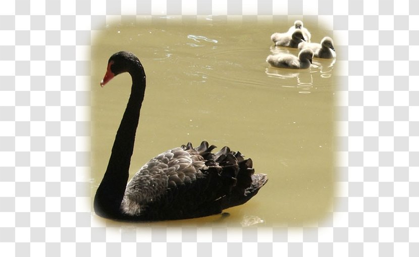 Duck Cygnini Fauna Beak Black Swan Transparent PNG