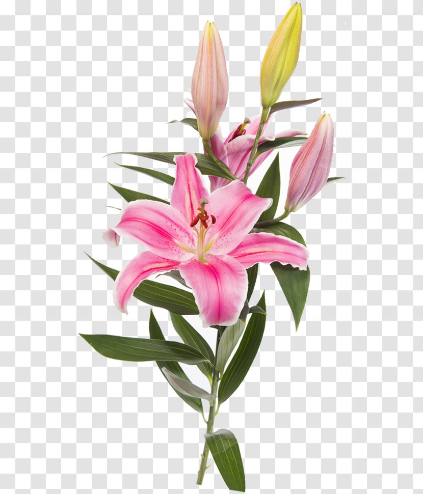 Easter Lily Lilium 'Stargazer' Flower Clip Art - Cut Flowers Transparent PNG