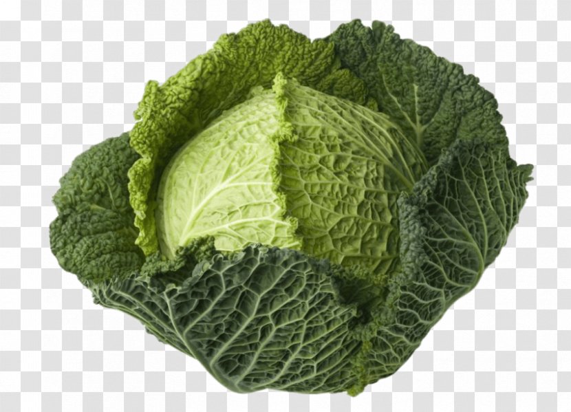 Savoy Cabbage Leaf Vegetable Broccoli - Wild Transparent PNG