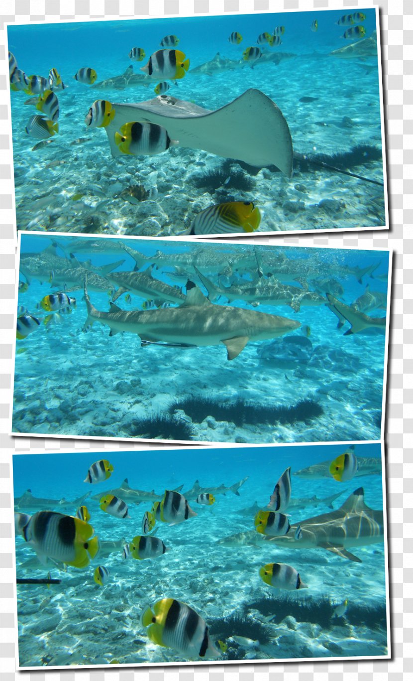 Marine Biology Ocean Ecosystem Fish Swimming Pool - Cf Transparent PNG