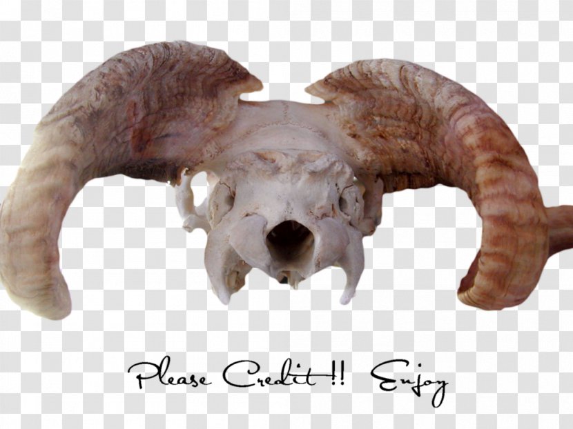 Horn Animal Skulls - Antler - Skull Transparent PNG