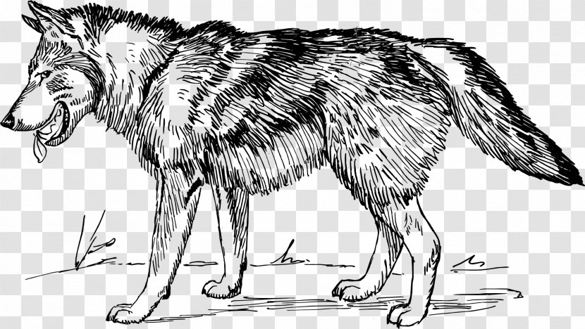 Gray Wolf Coloring Book African Wild Dog Pack Hunting - Mammal - Cartoon Transparent PNG