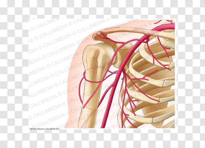 Common Carotid Artery Human Anatomy Neck - Watercolor - Anterior Communicating Transparent PNG