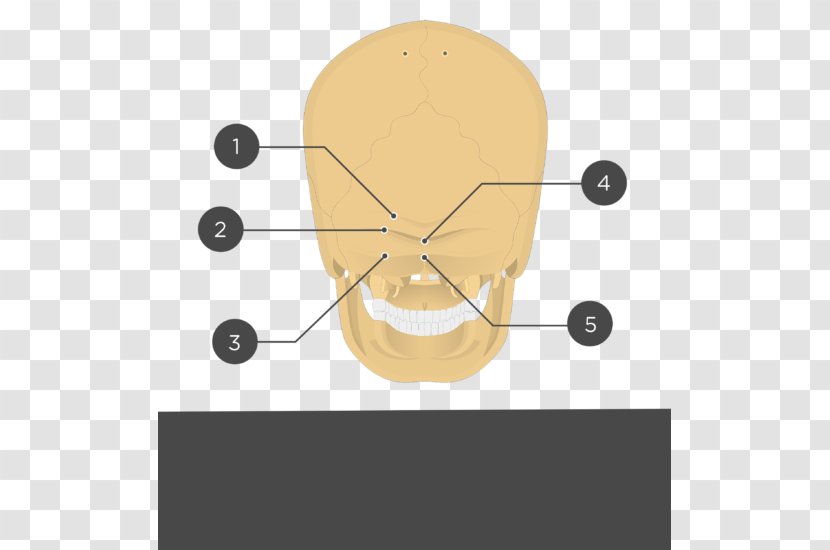 Nuchal Lines Occipital Bone Anatomy External Protuberance Plane - Upper Limb - Show Yourself Transparent PNG