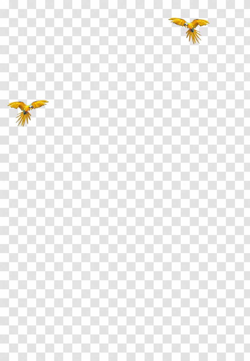Parrot Bird Download - Yellow Transparent PNG