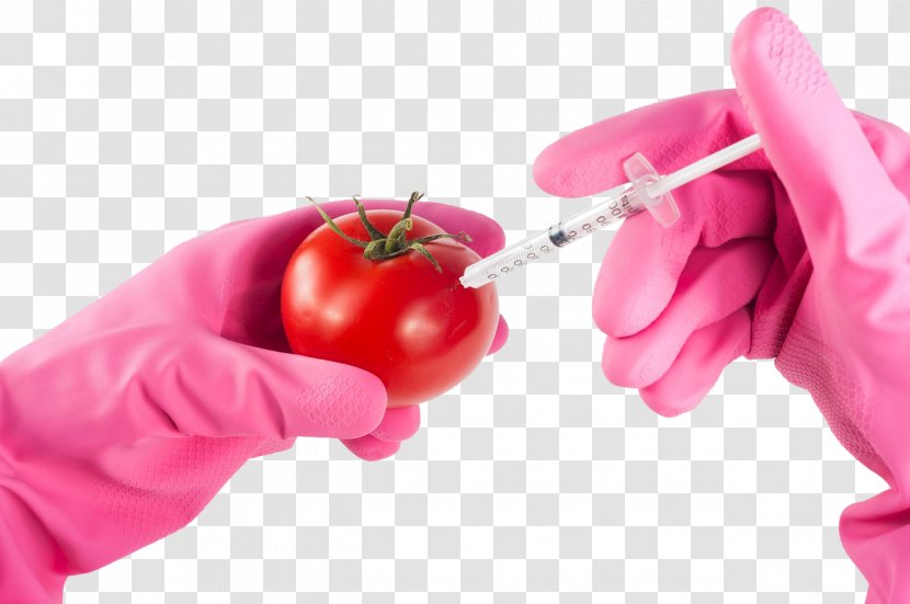 Genetically Modified Food Tomato Organism Genetic Engineering Genetics - Ingredient - Transgenic Tomatoes Transparent Background Basemap Transparent PNG