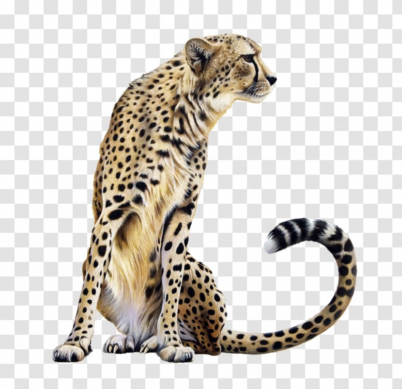 Cheetah Leopard Lion Clip Art - Ocelot Transparent PNG