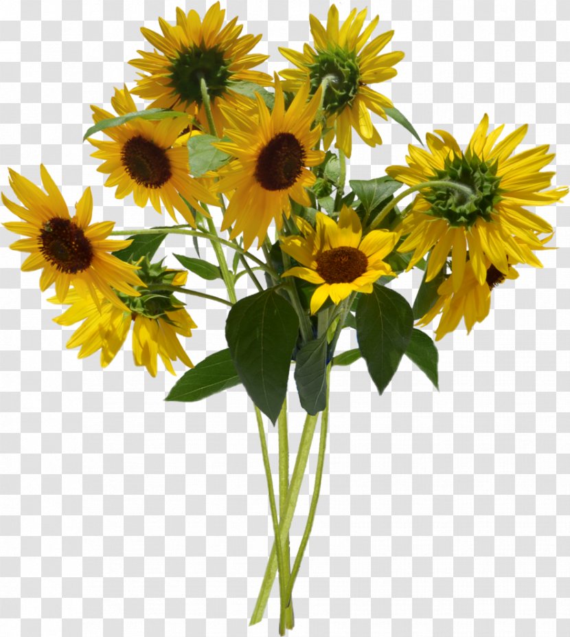 Sunflower Bouquet Clip Art Image - Common - Flower Transparent PNG