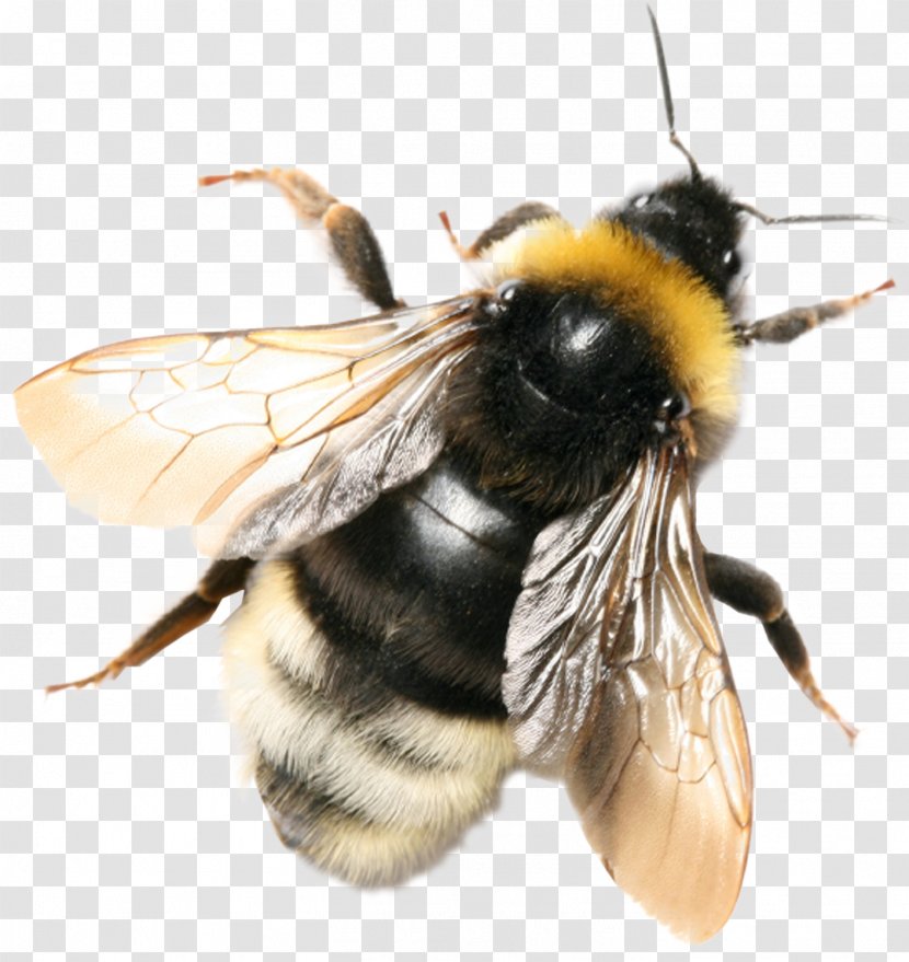 Bee Insect Bombus Terrestris Hortorum Honeycomb - Arthropod Transparent PNG