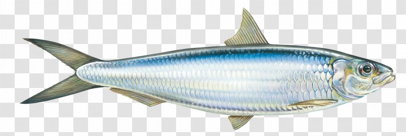 Round Sardinella Oily Fish Mackerel - Seafood Transparent PNG