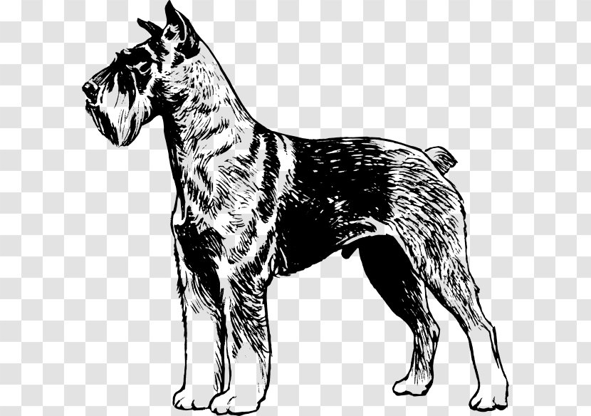 Miniature Schnauzer Giant German Pinscher - Black And White - Dog Breed Transparent PNG
