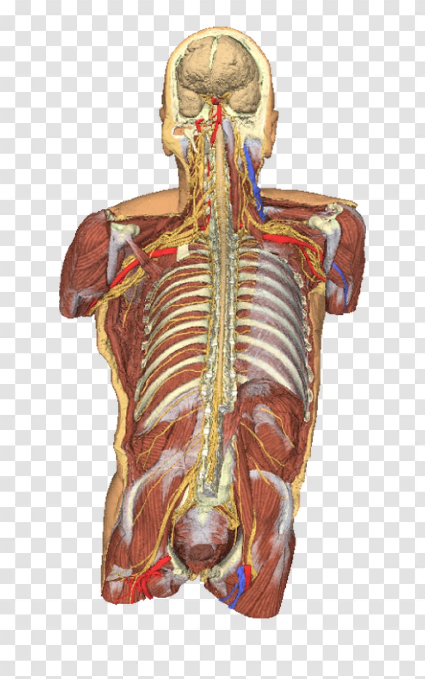Anatomy Human Body Torso Dissection Shoulder - Flower - 3D Transparent PNG
