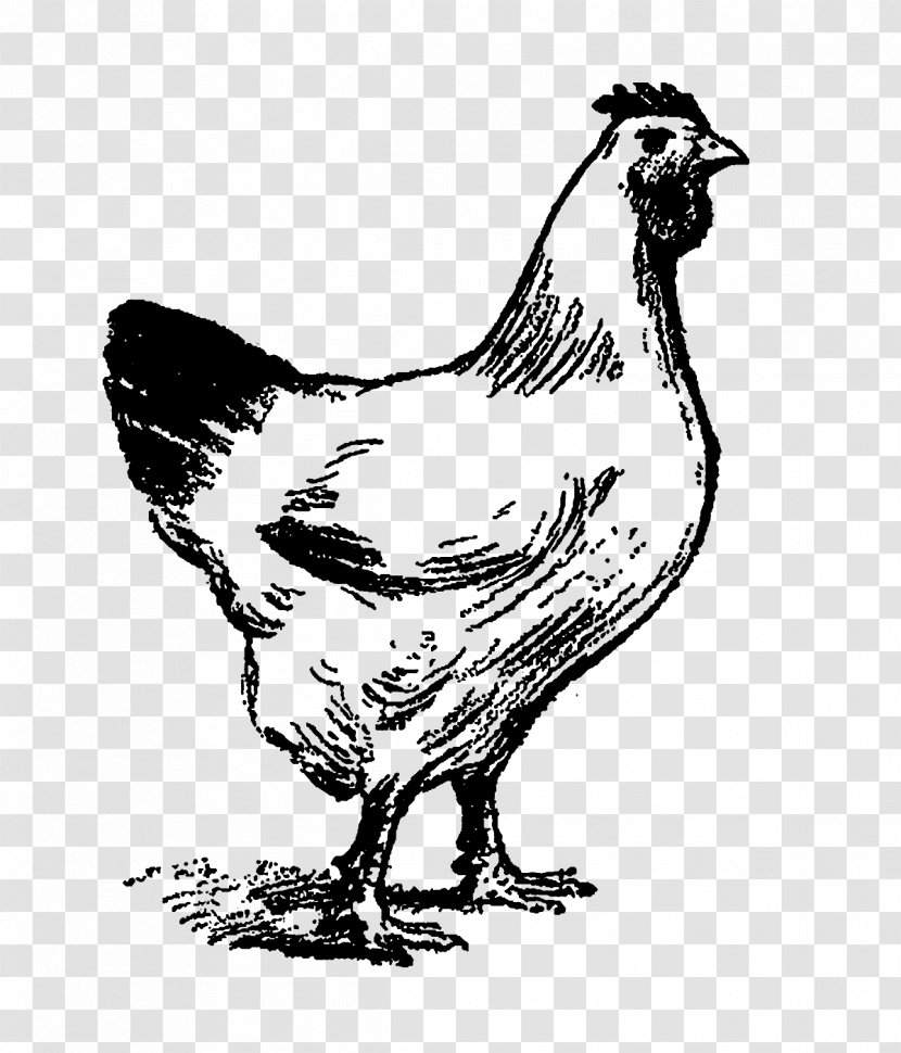 Chicken Rooster Clip Art Illustration Duck - Monochrome Photography Transparent PNG