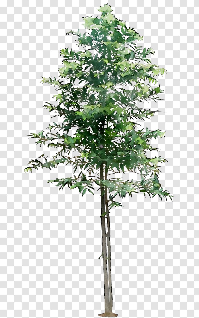 Twig Tree London Plane Platanus Orientalis 'Minaret Image - Plant Stem - Trees Transparent PNG