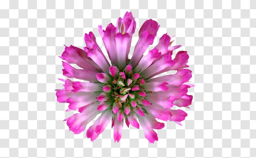 Red Clover Flower Royalty-free - Plant Transparent PNG