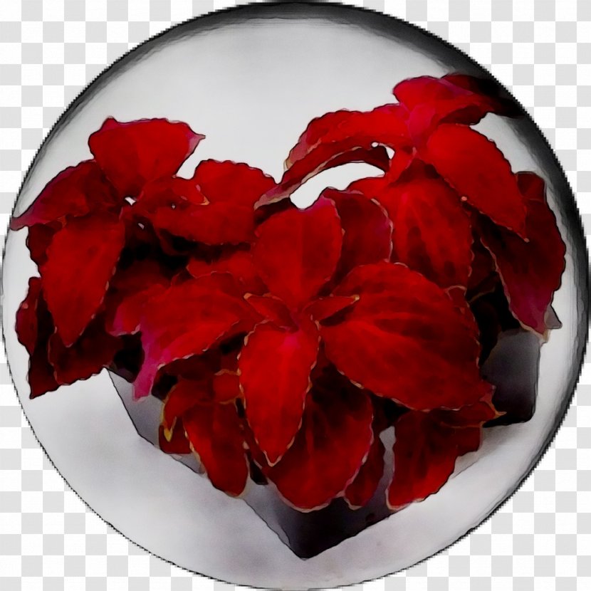 Begonia P!nk RED.M - Red - Petal Transparent PNG