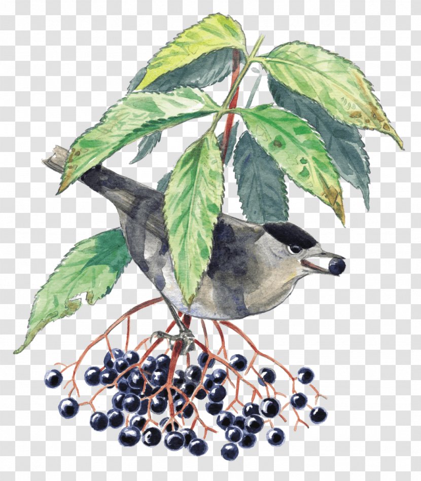 Hedge Garden Plant Tree Arborvitae - Chokeberry - Ants Transparent PNG