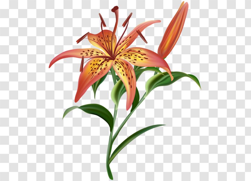 Lilium Flower Clip Art - Flowering Plant Transparent PNG