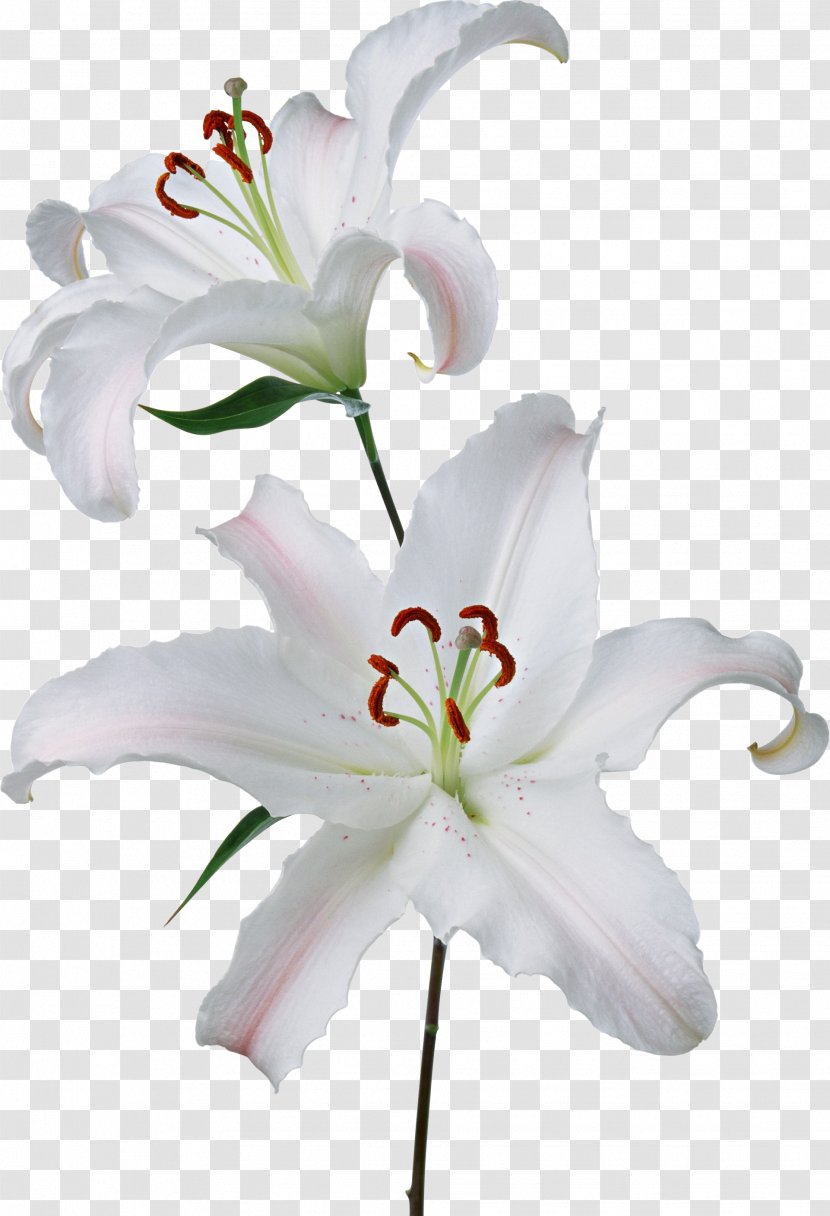Flower Easter Lily Gynoecium Lilium 'Stargazer' - Ovary - Water Lilies Transparent PNG