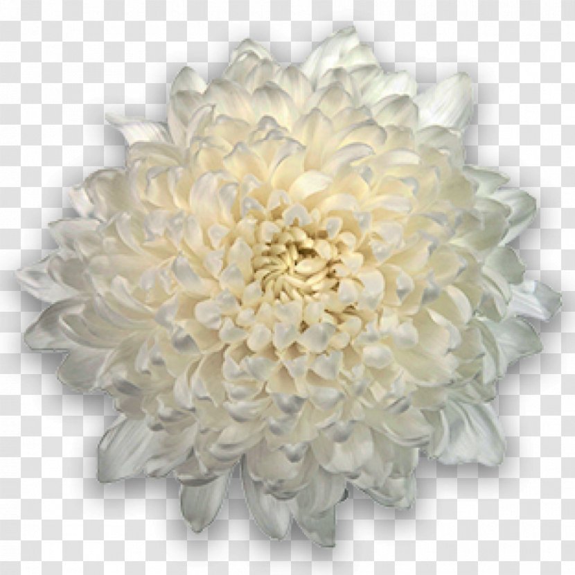 Chrysanthemum Cut Flowers Transvaal Daisy Plant - Chrysanths Transparent PNG