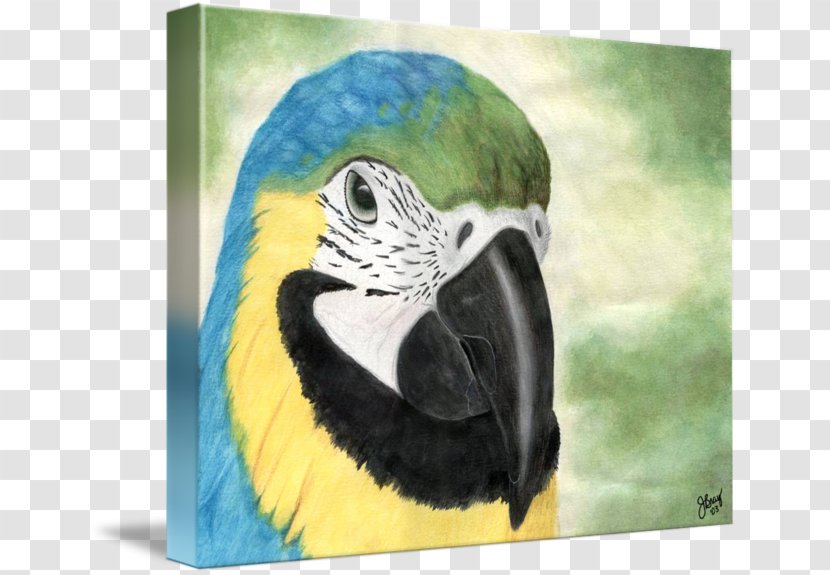 Macaw Parakeet Painting Beak Feather Transparent PNG