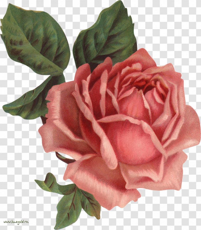 Old Roses: The Master List Vintage Clothing Flower Clip Art - Pink - Lotus Transparent PNG